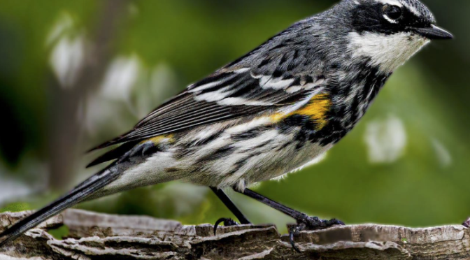 Yellow-rumped warblers in NC